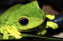 138-Litoria chloris